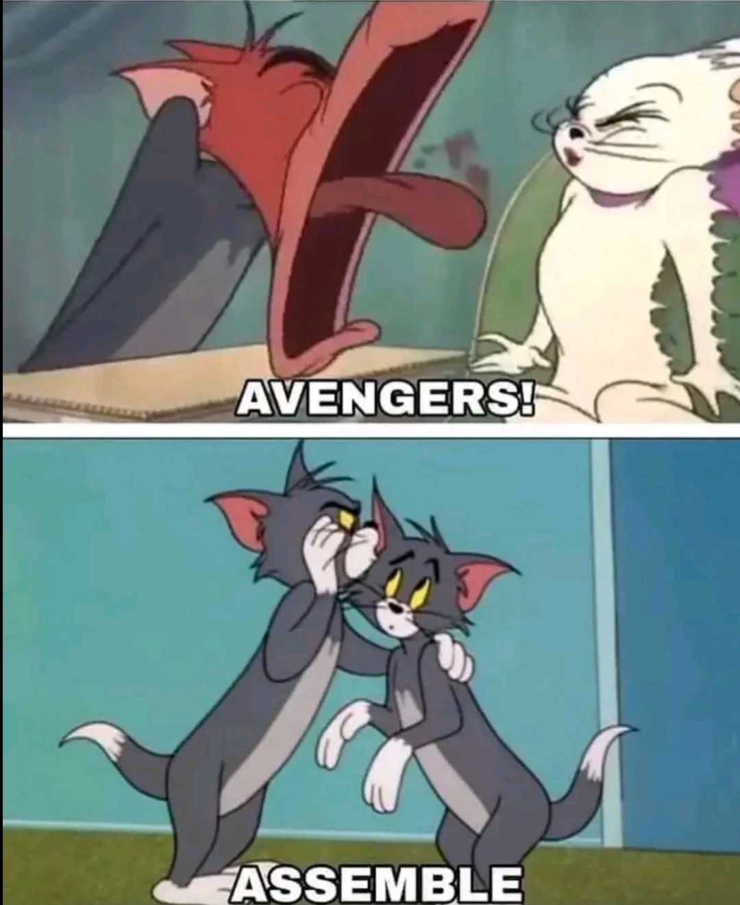 a cartoon picture of two cats fighting each other with the caption avengers assemble